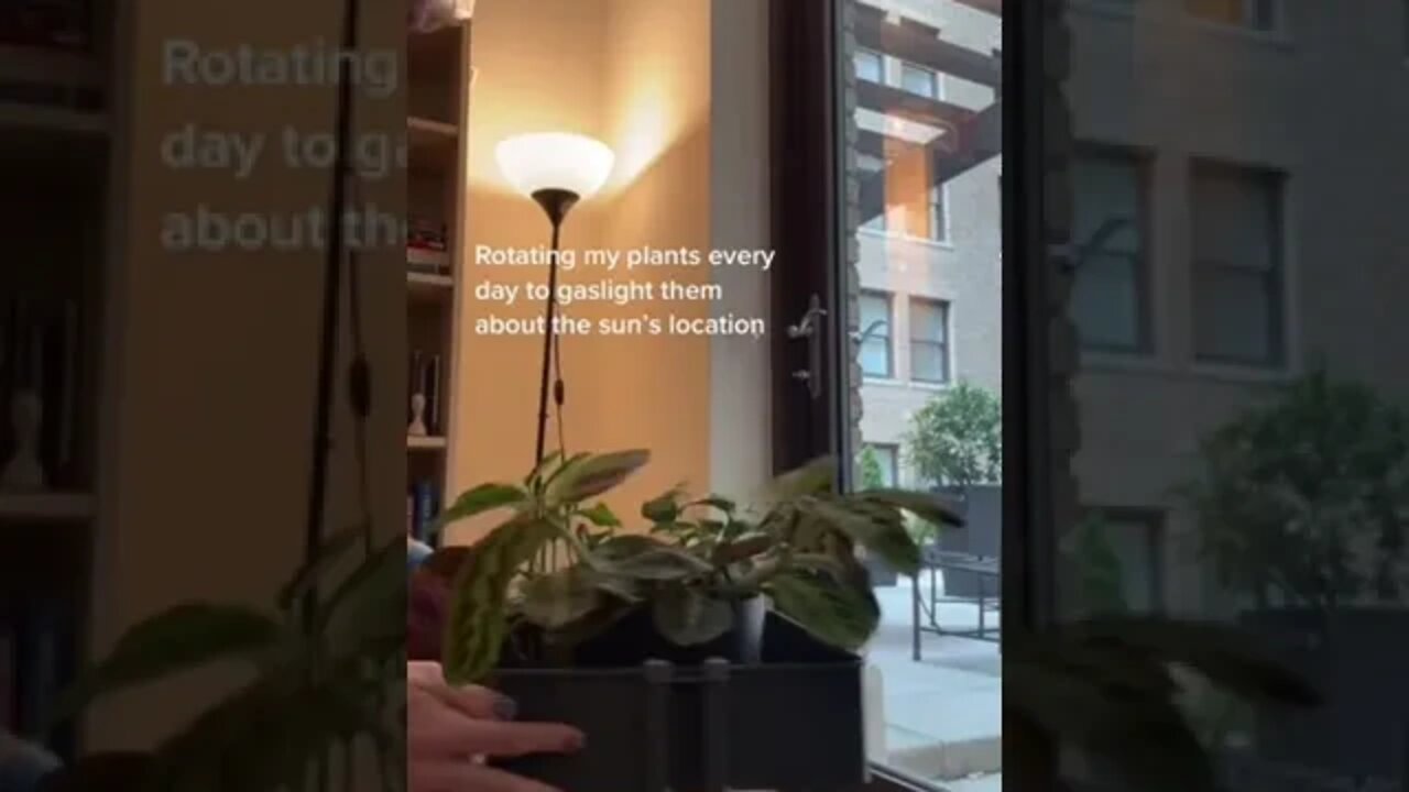 Rotating Plants tiktok pilgrim billy