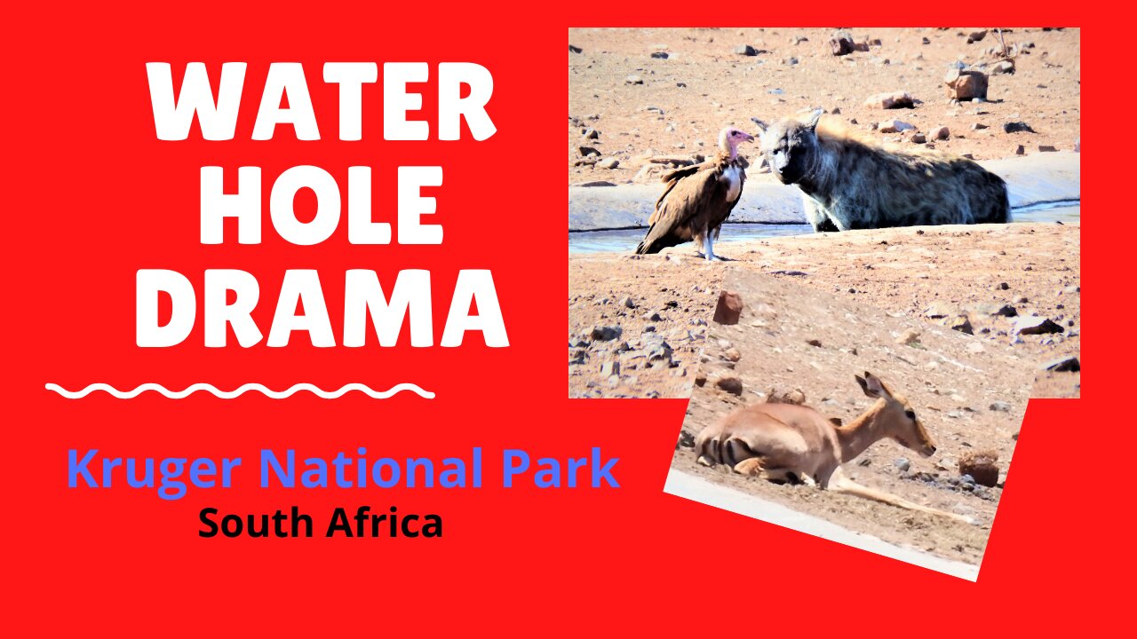 Drama at the Water hole