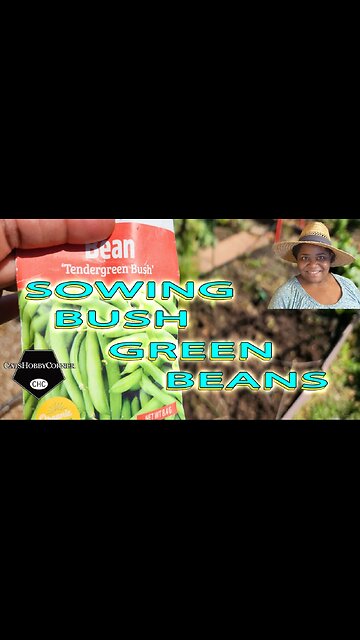 #sowing #Tender #greenbeans #bush #beans - #catshobbycorner