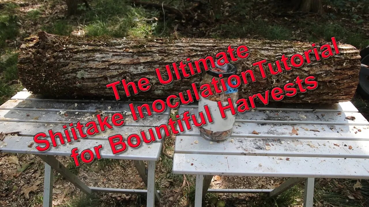 The Ultimate Shiitake Inoculation Tutorial for Bountiful Harvests