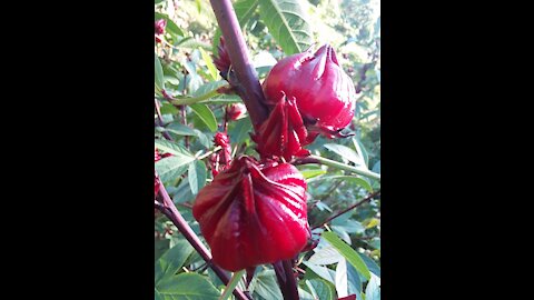 Great Method for Processing Hibiscus Tea