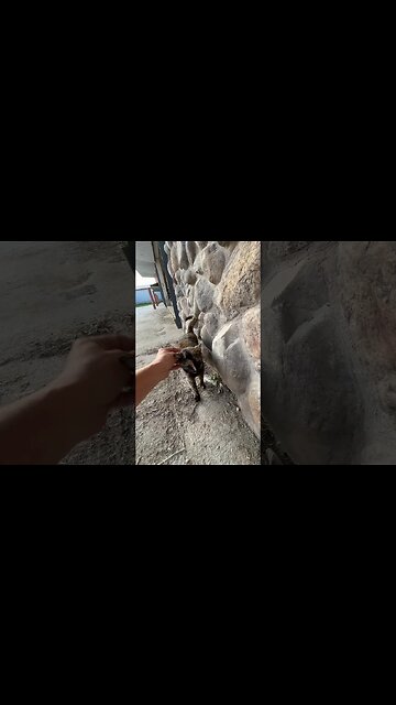 This cat is playing hard to get, but she loves to be petted #cats #cat #catlover