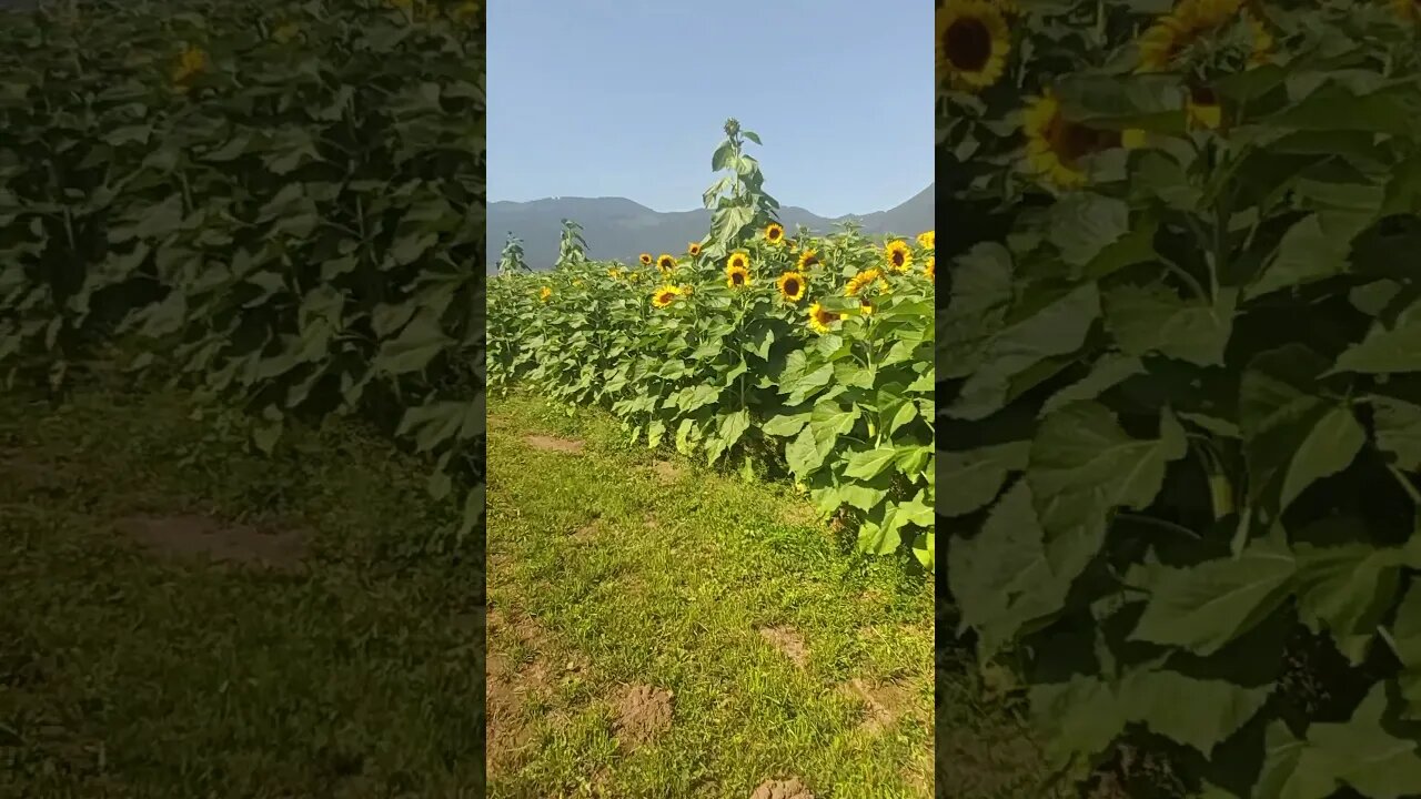 sunflower afternoon