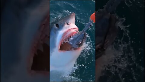 Hungry shark