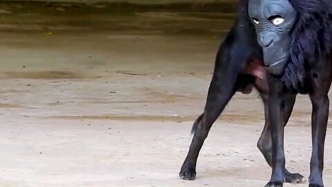 dog funny video part 4,scary the 🐕