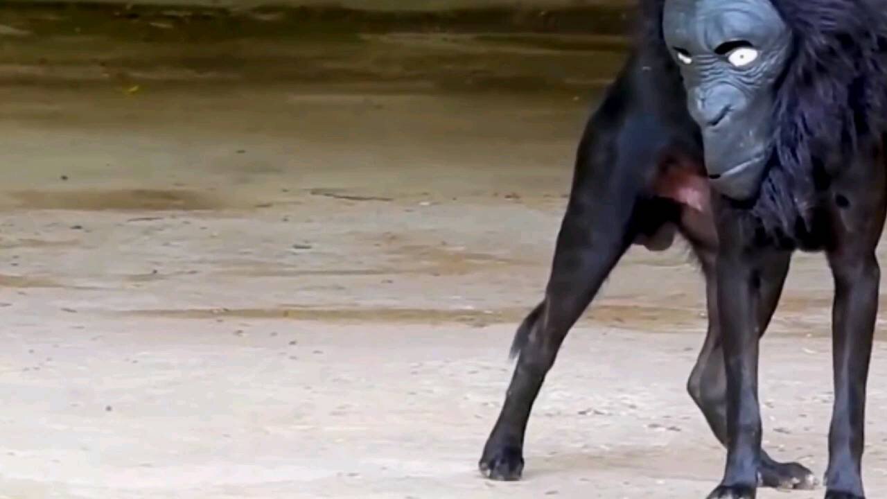 dog funny video part 4,scary the 🐕