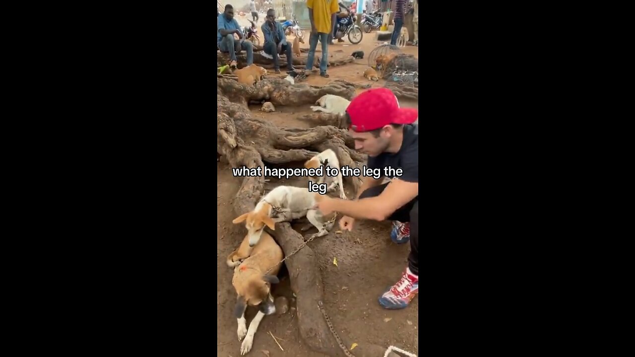 VIRAL DOG RESCUE MOTIVATIONAL RESCUE DOG MEAT SURVIVOR CAUGHT ON CAMERA GHANA AFRICA. TRUMP 2024