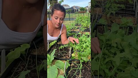 Harvest Arugula with Me!