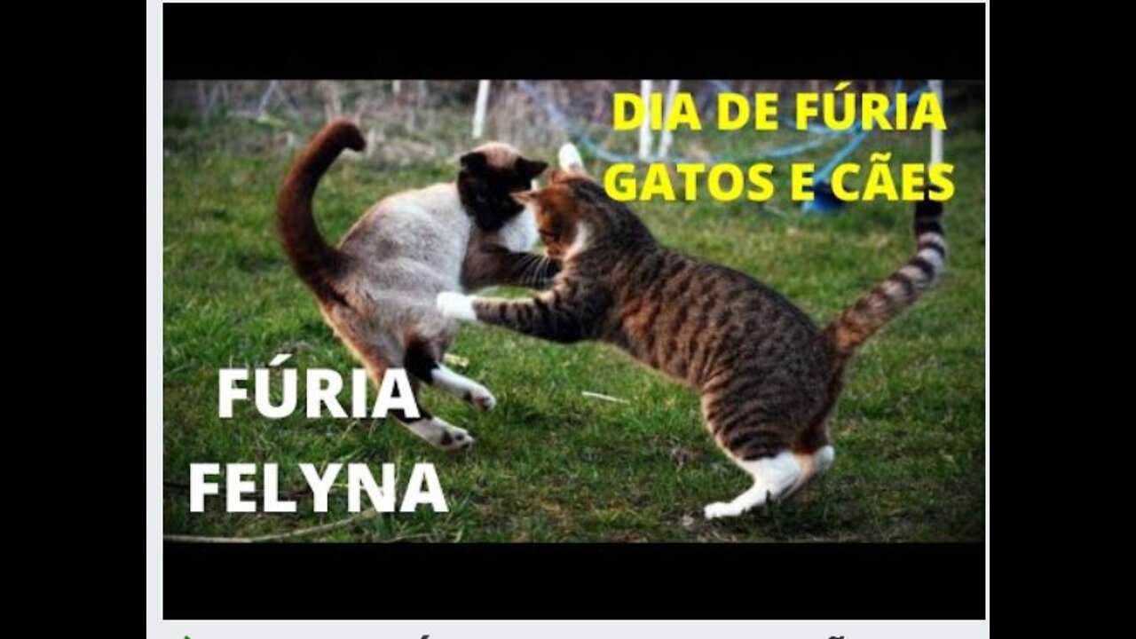 Day of Fury Cat Attacks Dog!! Crazy thing!!