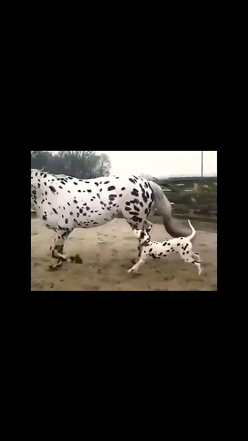 UN Poco Loco #shorts #viral #foryou #foryoupage