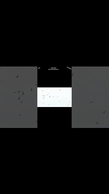 Birds flock together to protect themselves #birds #shorts