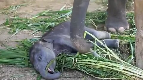 Most Funny and Cute Baby Elephant Videos Compilation