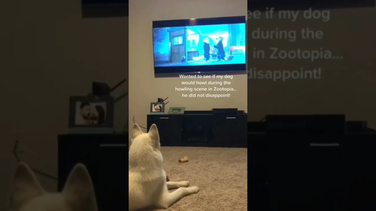 Dog doing same thing like TV Doggie 😂 | #Shorts #Animals #Dog