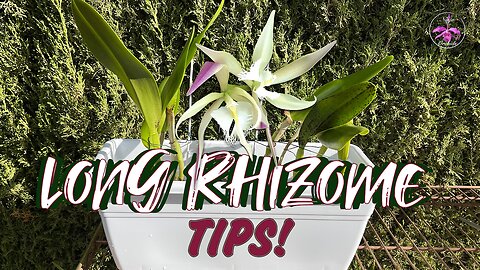 How to Repot Orchids with Creeping Rhizomes | Valuable Tips & Considerations Tutorial #ninjaorchids