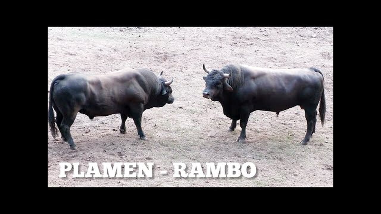 PLAMEN - RAMBO udarna borba dana _ korida Mrljevići Banovići