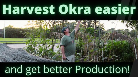 Harvest Okra easier and get better production!