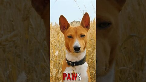 🐶 #PAWS - Basenji Doggy 🐾