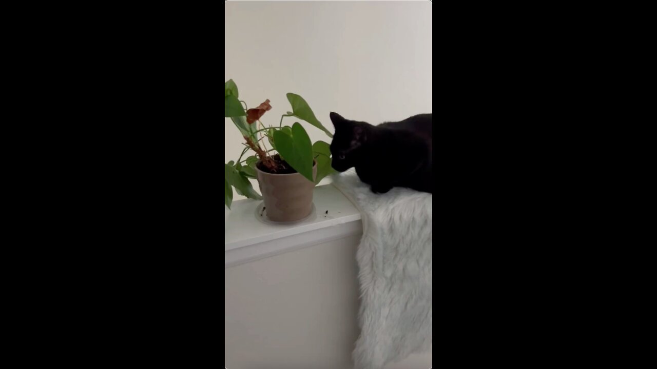 Adopting a Cat from a Shelter Vlog - Precious Piper Finds the Plant #shorts