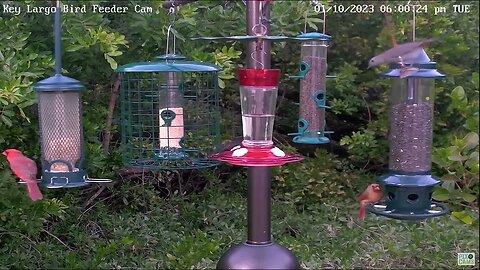 Key Largo - Catbird goes for a swing