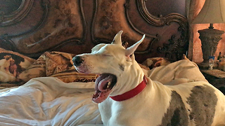 Hilarious Squeaking Yawning Moaning Lazy Great Dane