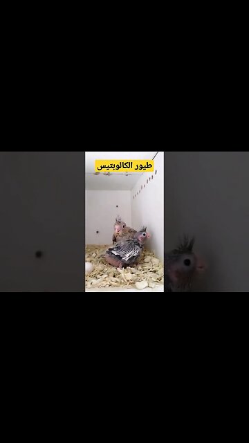 طيور الكالوبتيس مع الفراخ روعة