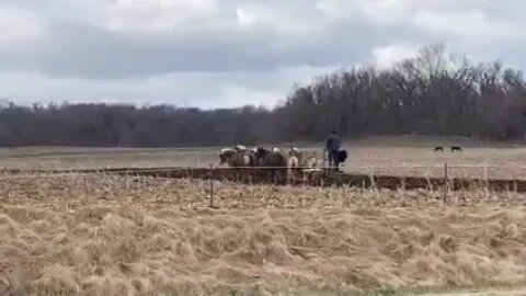 Amish Plowing