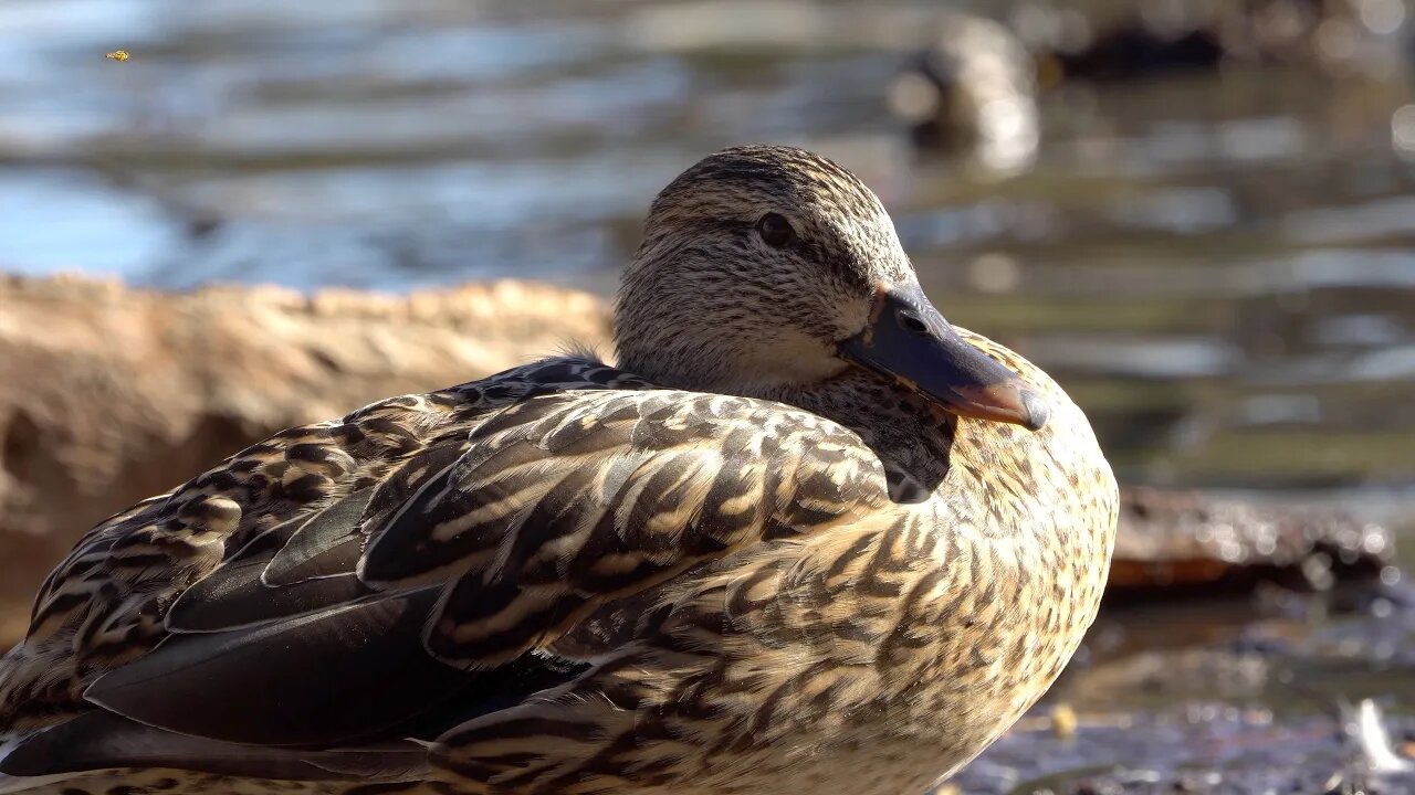 CatTV: Upclose Brown Duck