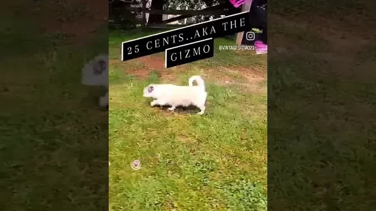 25 cents aka THE GIZMO