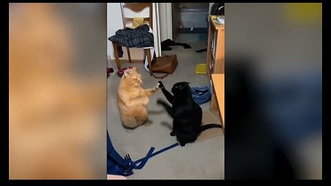 Funny Animals ever - Fun videos Compilation. Video #49