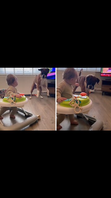 Dog Tries To Persuade Baby To Play Fetch With Him