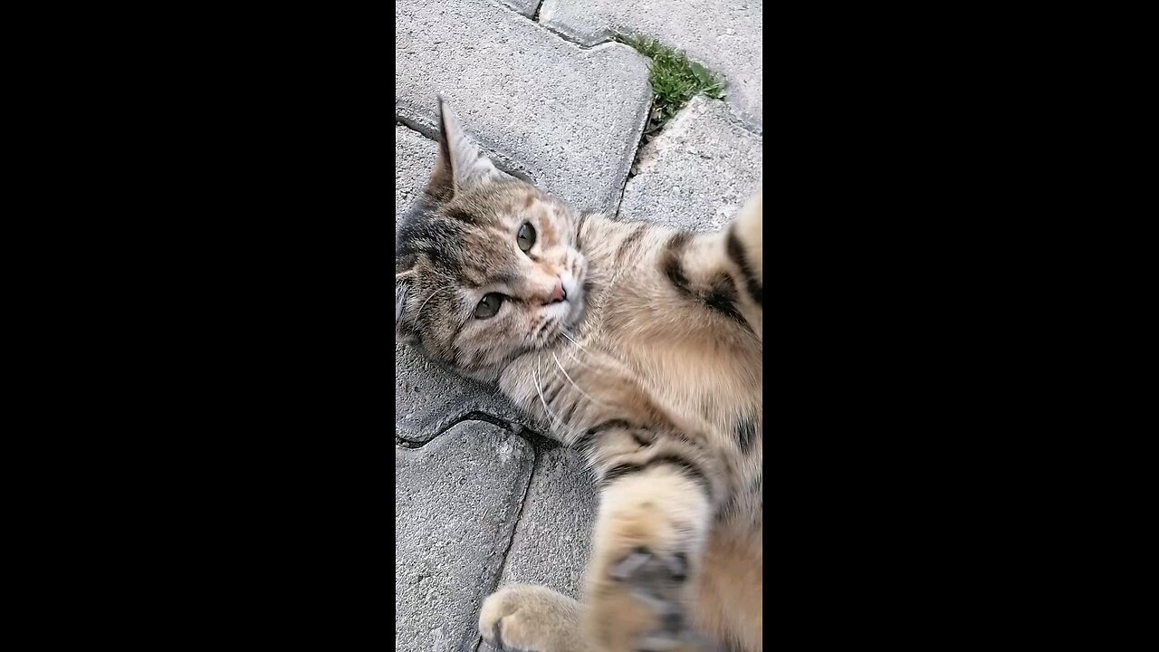 cat