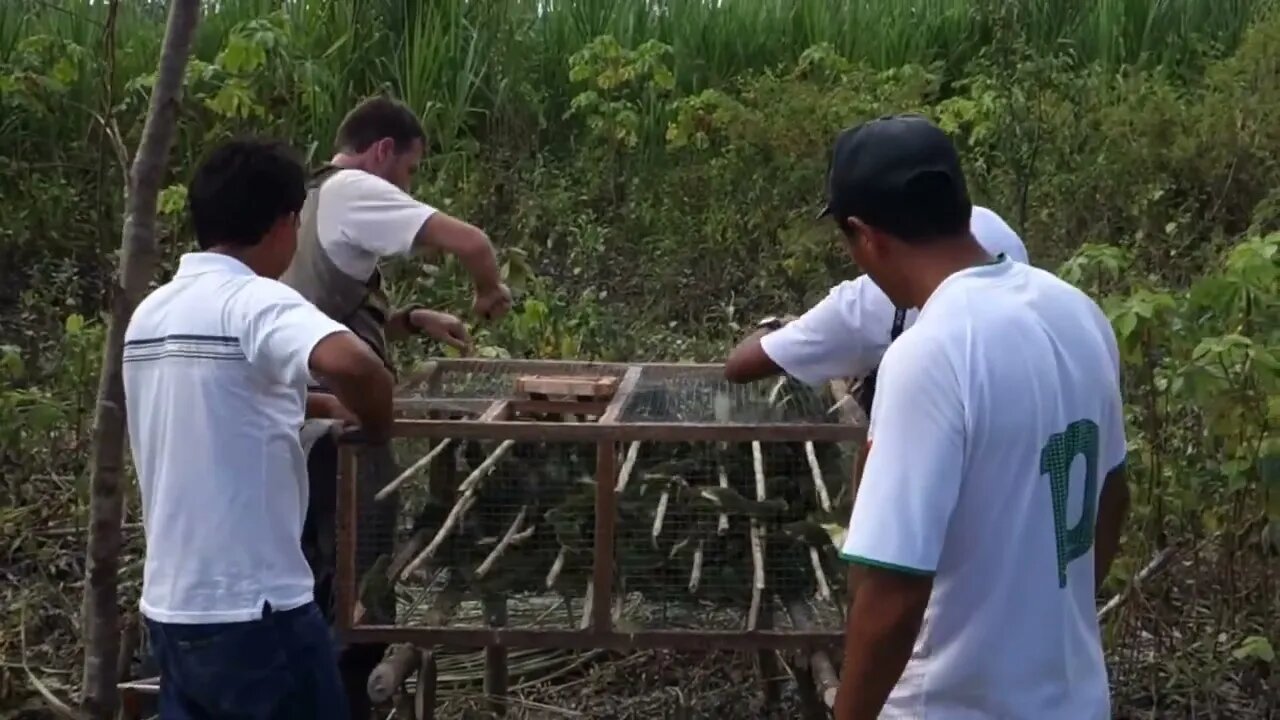 Best Birds 600+ White-winged Parakeet released!!