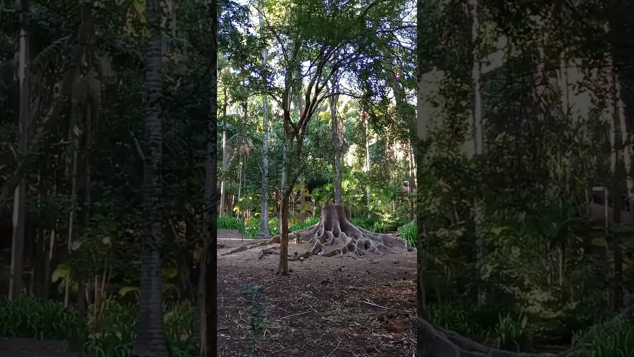 Parque Doutor Fernando Costa Parque da Água Branca Zona Oeste da Capital São Paulo