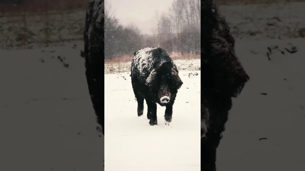 Epic pig walking #shorts