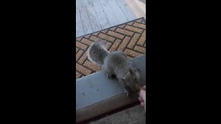 Mervin the Squirrel