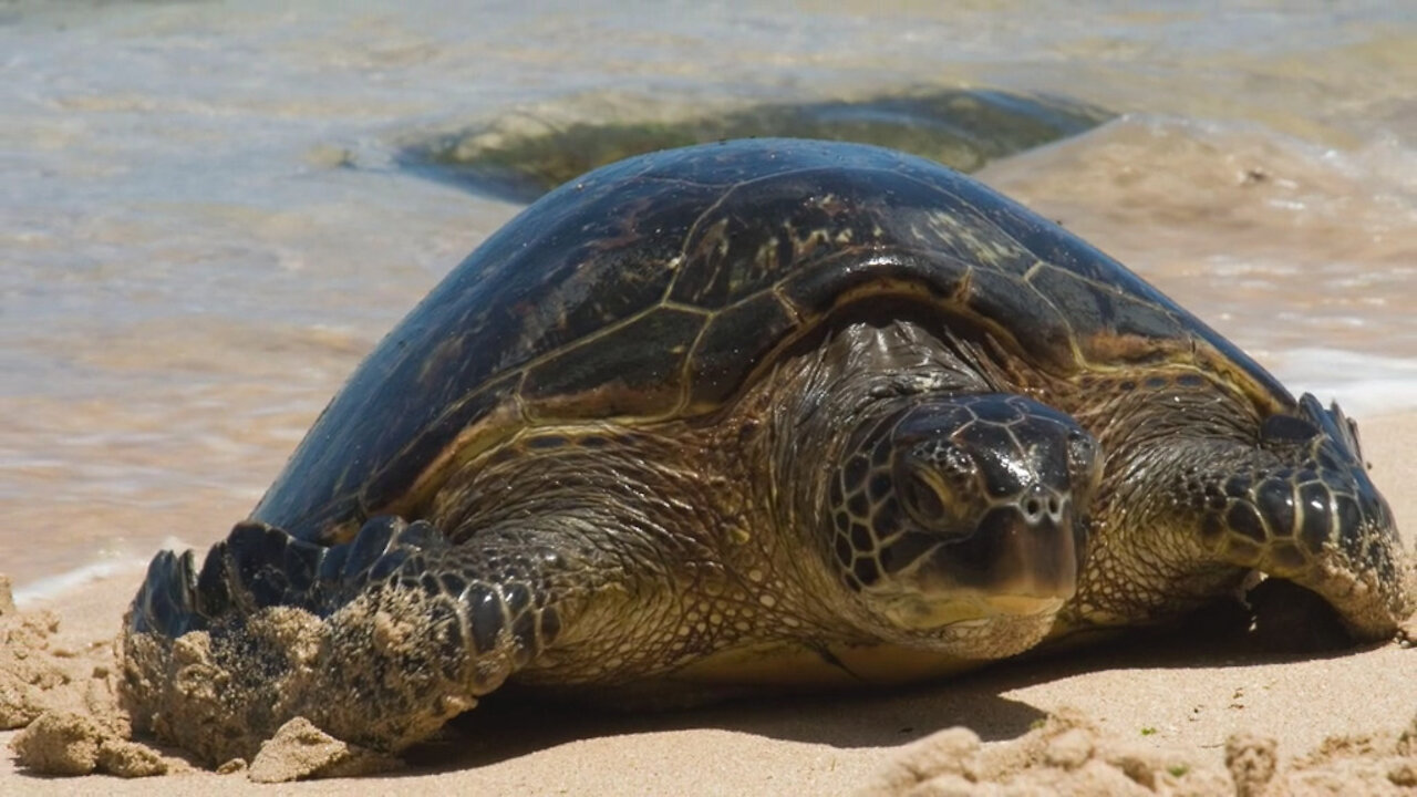 Navy Week Orlando - Naval Station Mayport Sea Turtle Program