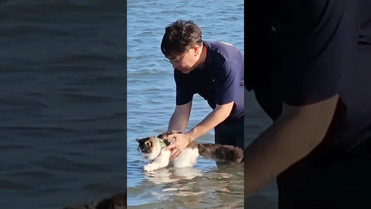 Persian Cat Swimming Lessons