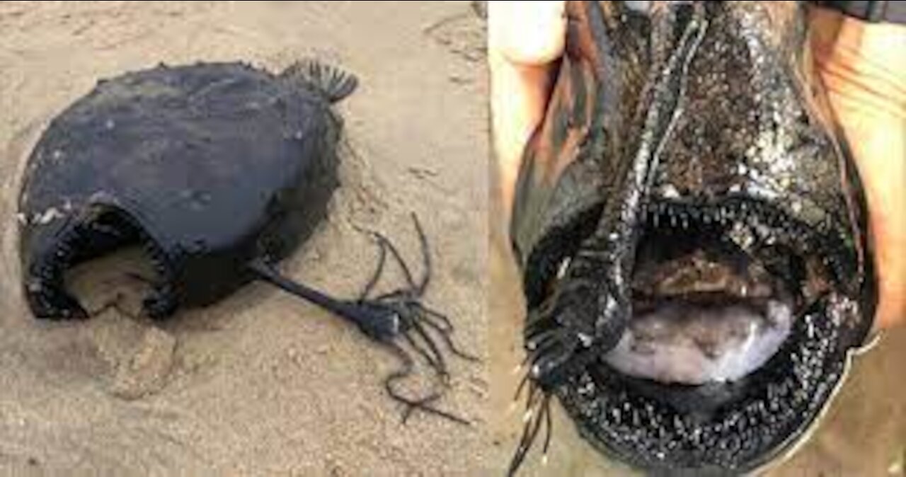 Rarely Spotted Deep Sea Pacific Football Fish Found in California