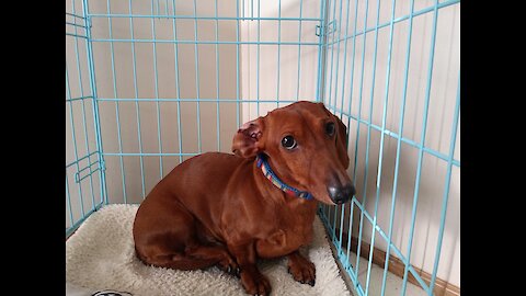 Funny Dogs Dachshund Named Mocha