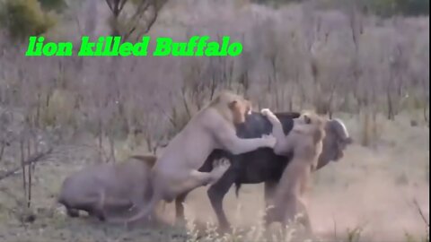 Arrogant lions vs Buffalos - wild buffalo killing lion - Cape buffalo attacks