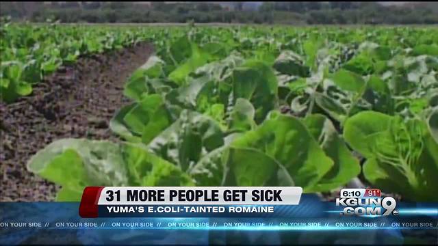 CDC says 31 more people have fallen ill due to E. coli contaminated romaine lettuce