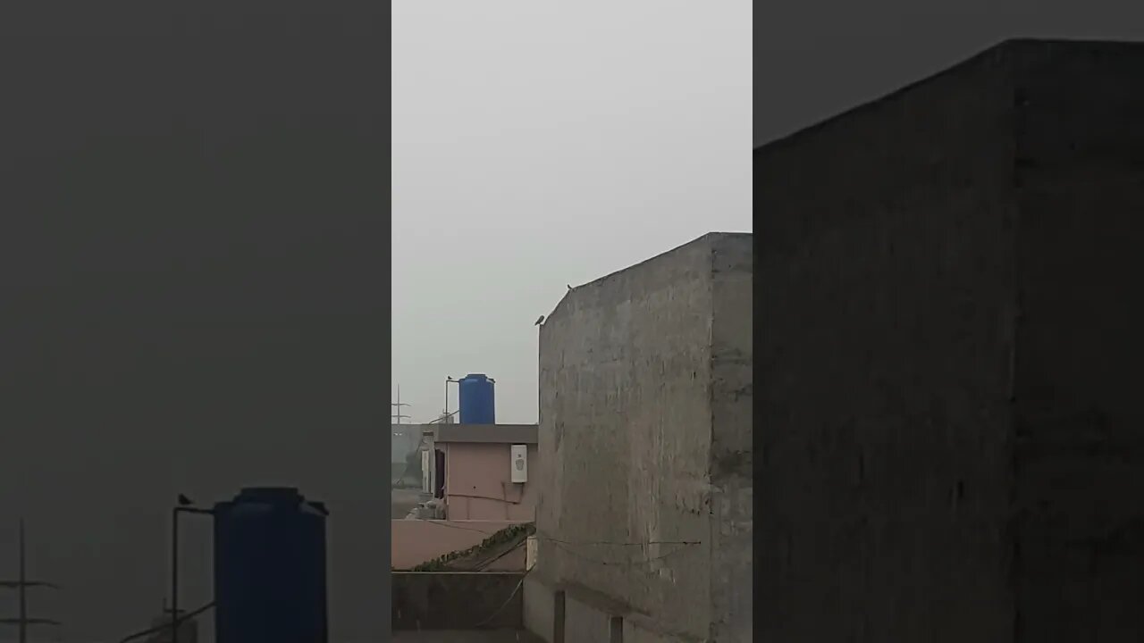 Owl and sparrow are enjoying the rain #owl #sparrow #rain