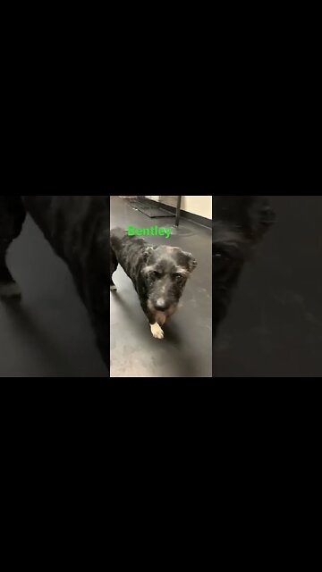 [Shorts 0062] BENTLEY [#dogs #doggos #doggies #puppies #dogdaycare]