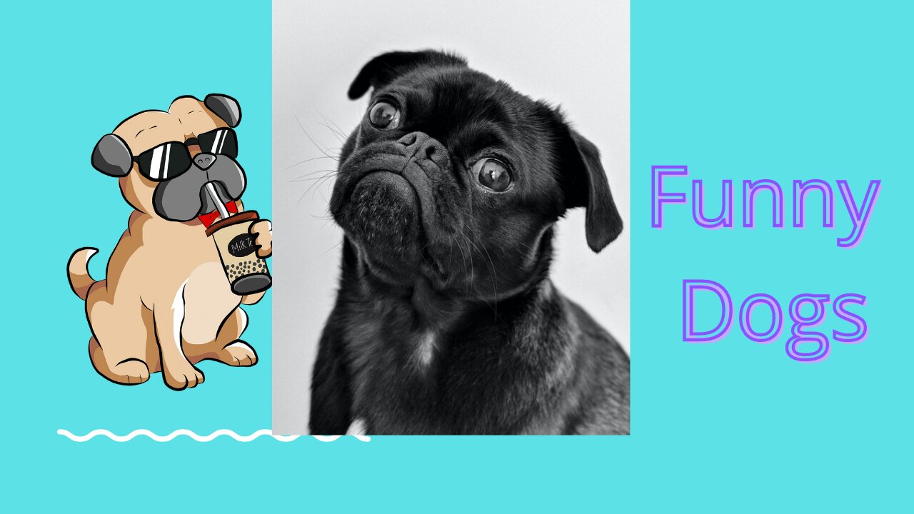 Cute puppies 🤗 Cute funny ende smart dog Compilation #10 Cuti buddy