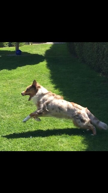 Super energetic dog chases water splashes