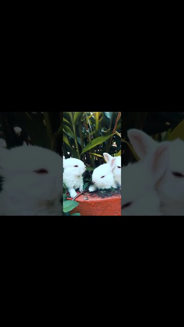 #Shorts #Adorable #Animal #Rabbit #Peace #Love #Care