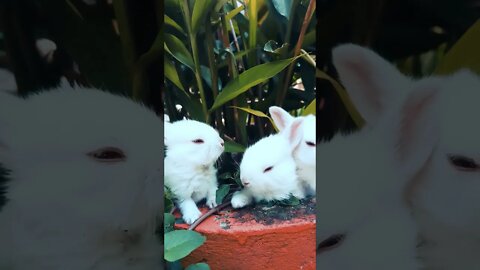 #Shorts #Adorable #Animal #Rabbit #Peace #Love #Care