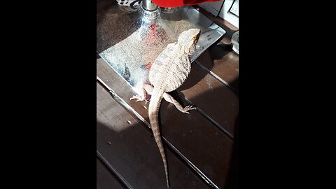 Pet Life Bearded Dragon - Meet Kobe 2 Years Old