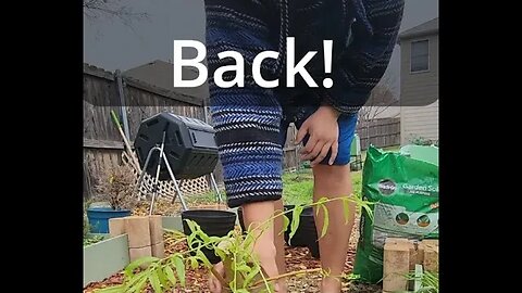 🌱Propagating Weeping Willows🌱