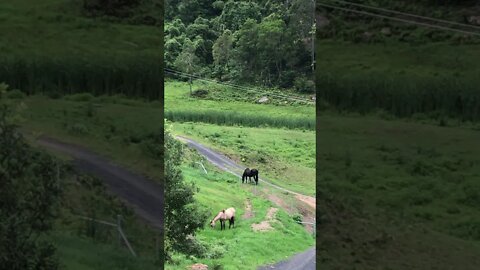 Put Arthur the Rescue Horse in some fresh pasture